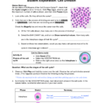 The Cell Cycle Worksheet Answer Key Kamberlawgroup