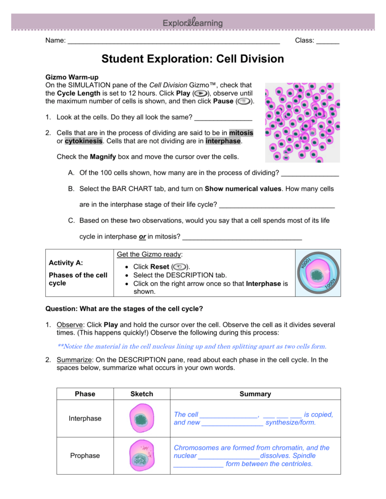 The Cell Cycle Worksheet Answer Key Kamberlawgroup