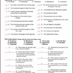 The Cell Cycle Worksheet Answer Key Quizlet