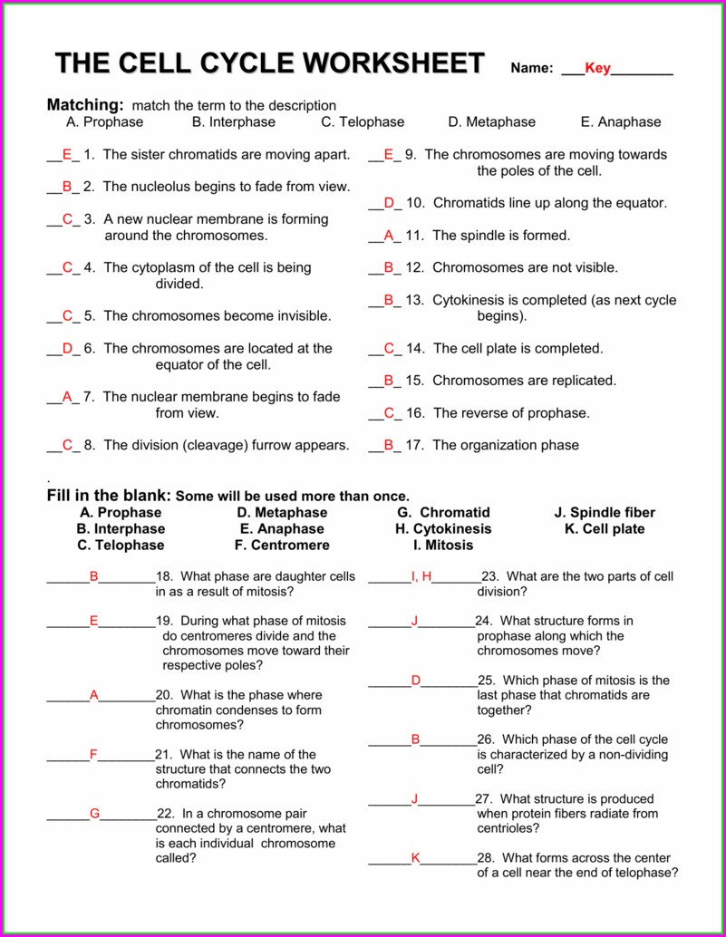 The Cell Cycle Worksheet Answer Key Quizlet