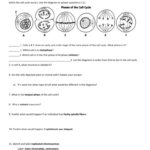 THE CELL CYCLE WORKSHEET Manhasset Public Schools