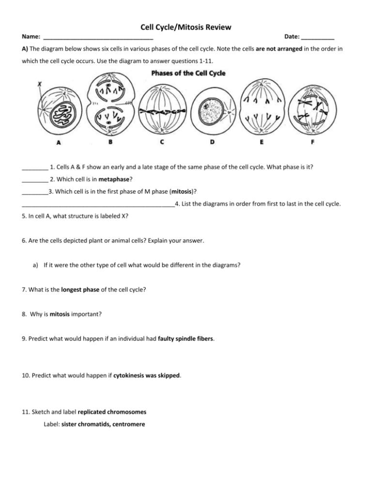 THE CELL CYCLE WORKSHEET Manhasset Public Schools