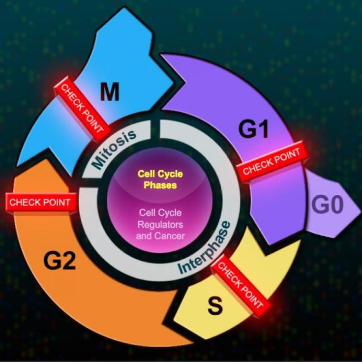 The Eukaryotic Cell Cycle And Cancer Cell Cycle Biology Classroom 