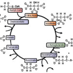 The Krebs Cycle Student Worksheet Krebs Cycle Ap Biology Student