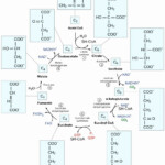 The Krebs Cycle Worksheet Free Download Gmbar co