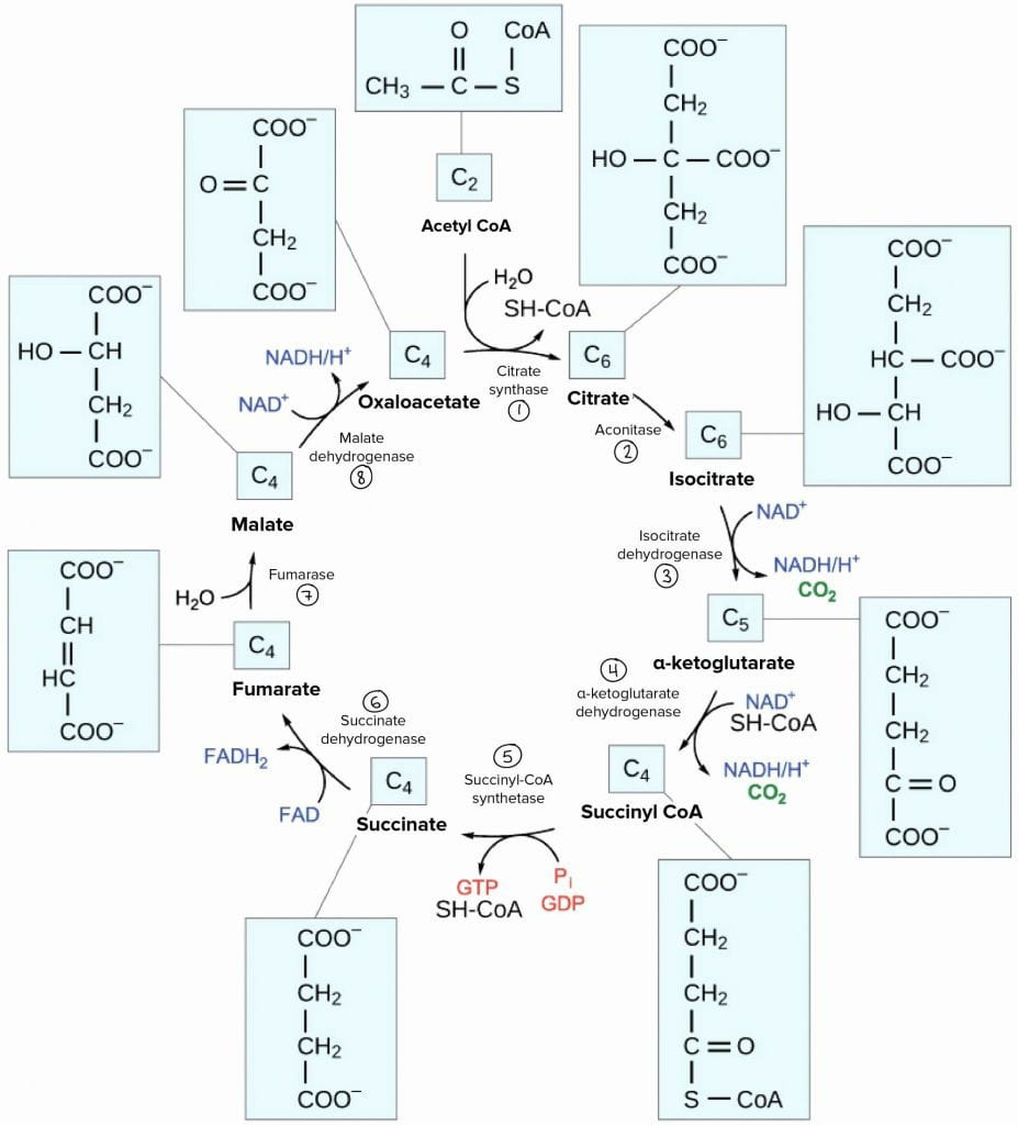  The Krebs Cycle Worksheet Free Download Gmbar co