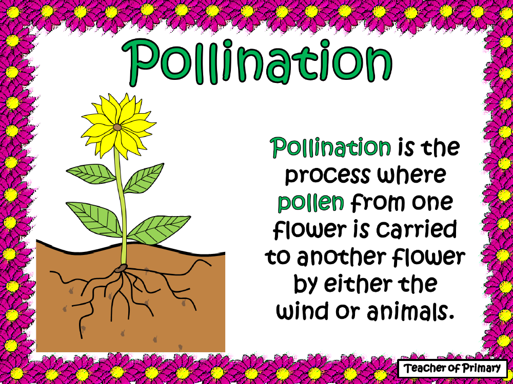 The Life Cycle Of A Flowering Plant PowerPoint And Worksheet By