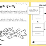 The Life Cycle Of A Fly Worksheet Worksheet teacher Made