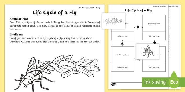 The Life Cycle Of A Fly Worksheet Worksheet teacher Made 