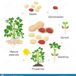 The Life Cycle Of A Peanut Plant Worksheets 99Worksheets