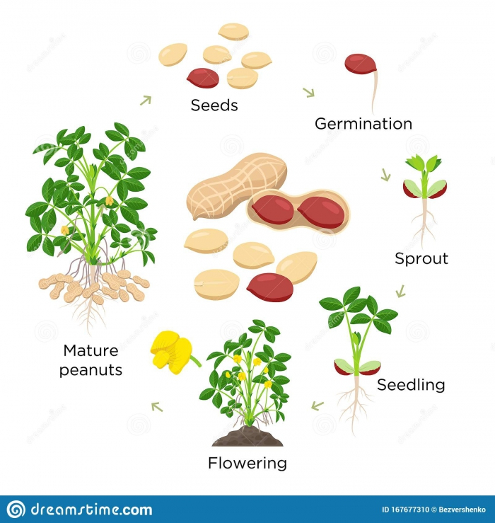 The Life Cycle Of A Peanut Plant Worksheets 99Worksheets