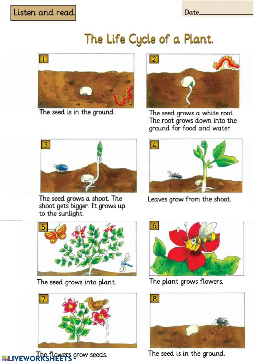 The Life Cycle Of A Plant Interactive Worksheet