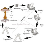 The Mushroom Life Cycle Let s Grow Together