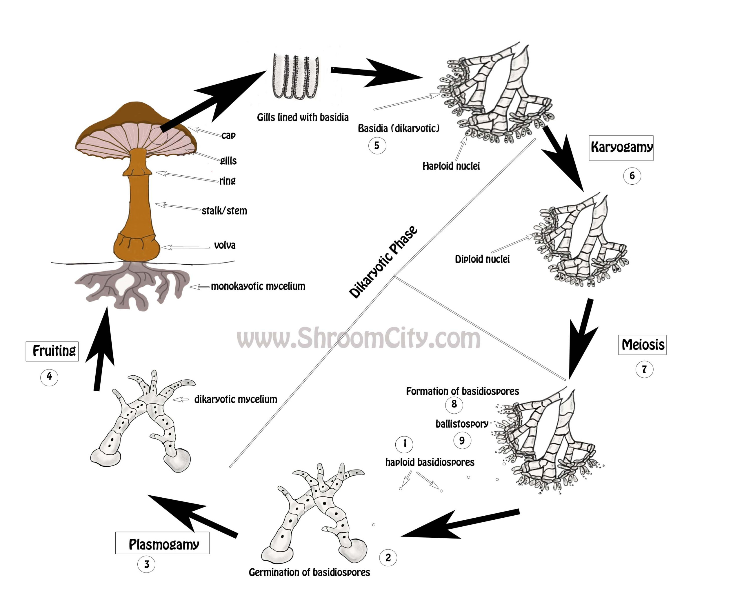 The Mushroom Life Cycle Let s Grow Together 