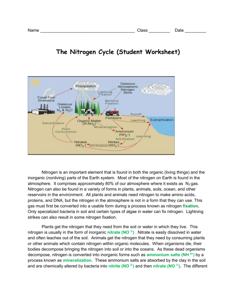  The Nitrogen Cycle Student Worksheet Free Download Gambr co