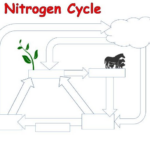 The Nitrogen Cycle Worksheet Teaching Resources