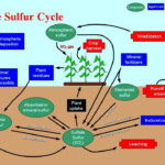 The Sulfur Cycle Sulphur Cycle Biology Facts Teacher Hacks