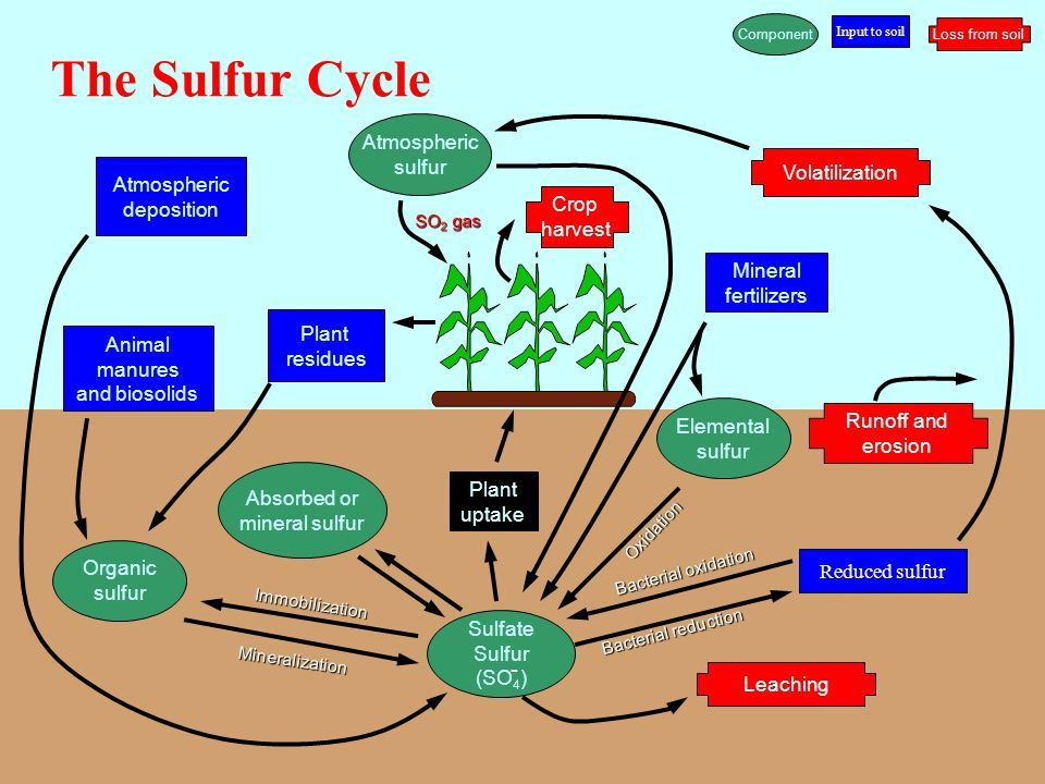 The Sulfur Cycle Sulphur Cycle Biology Facts Teacher Hacks