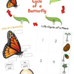 The Ultimate Life Cycle Printables Science Activities Natural Beach