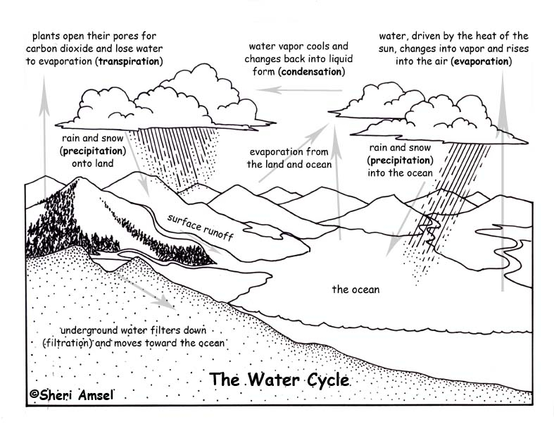 The Water Cycle Worksheet Worksheet24