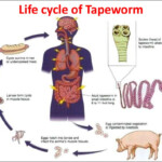 Topic Flatworms