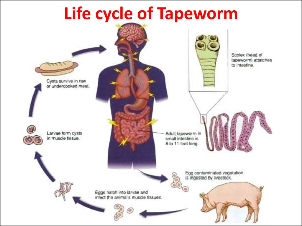 Topic Flatworms