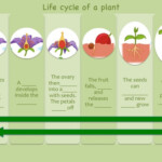 Unit 4 Life Cycle Of An Angiosperm Complete Worksheet