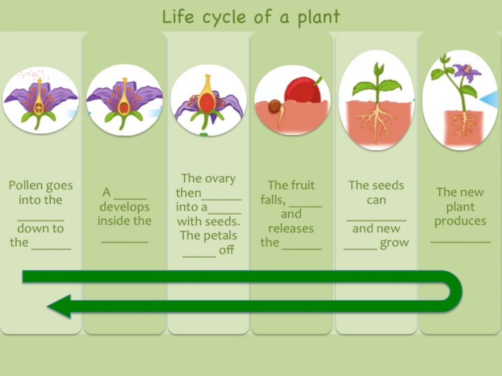 Unit 4 Life Cycle Of An Angiosperm Complete Worksheet