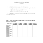 Virtual Lab The Cell Cycle And Cancer