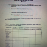 Virtual Lab The Cell Cycle And Cancer Worksheet Answers Key Worksheet