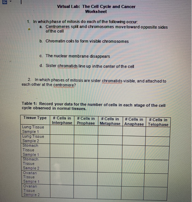 Virtual Lab The Cell Cycle And Cancer Worksheet Answers Key Worksheet