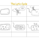 Virus Life Cycle Worksheets Teaching Resources