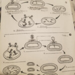 Virus Life Cycles Help Please Fill In The Blank Diagram Brainly