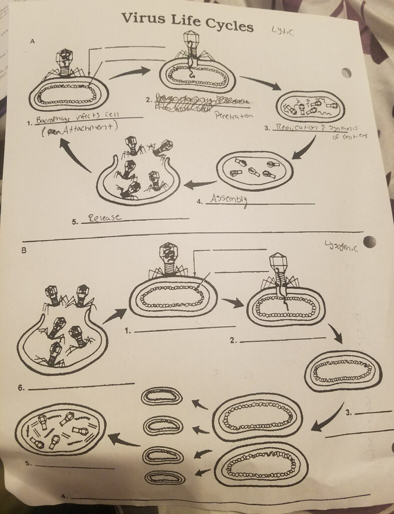 Virus Life Cycles Help Please Fill In The Blank Diagram Brainly