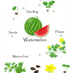 Watermelon Life Cycle Worksheet