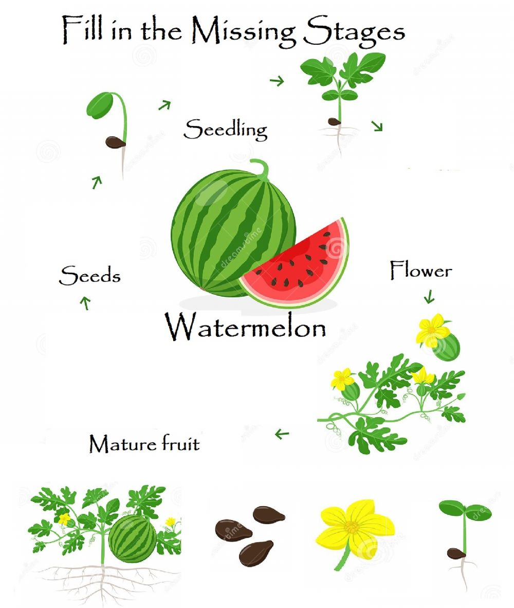 Watermelon Life Cycle Worksheet