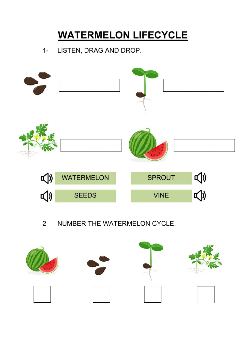 Watermelon Lifecycle Worksheet