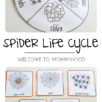 Welcome To Mommyhood Spider Life Cycle Activity