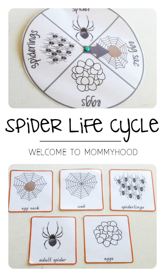 Welcome To Mommyhood Spider Life Cycle Activity