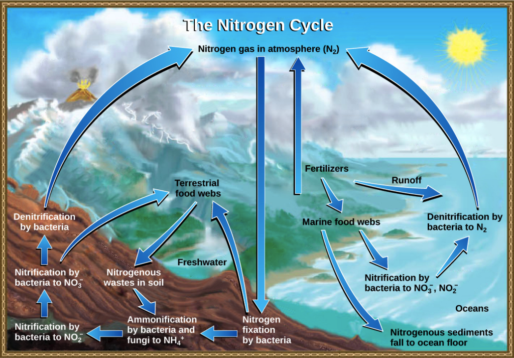 What Are The Similarities And Differences Between The Carbon Cycle And 