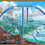 What Are The Similarities And Differences Between The Carbon Cycle And