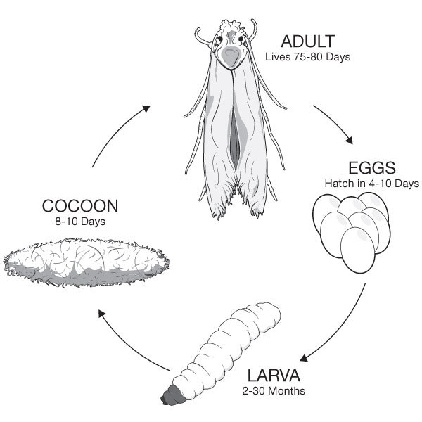 What Do Carpet Moth Larvae Look Like Www resnooze