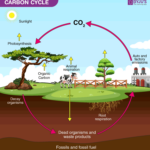 What Is Carbon Cycle Its Process And Importance BYJU S