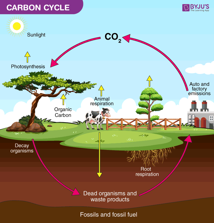 What Is Carbon Cycle Its Process And Importance BYJU S