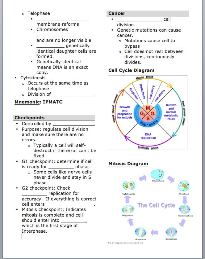 What Is The Cells Alive Cell Cycle Worksheet Answer Key Style Worksheets