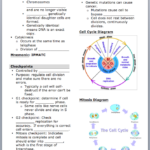 What Is The Cells Alive Cell Cycle Worksheet Answer Key Style Worksheets