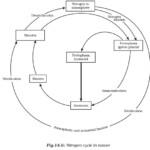 What Is The Importance Of Bacteria In The Nitrogen Cycle Socratic