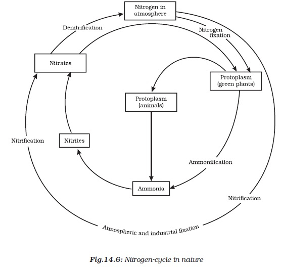 What Is The Importance Of Bacteria In The Nitrogen Cycle Socratic