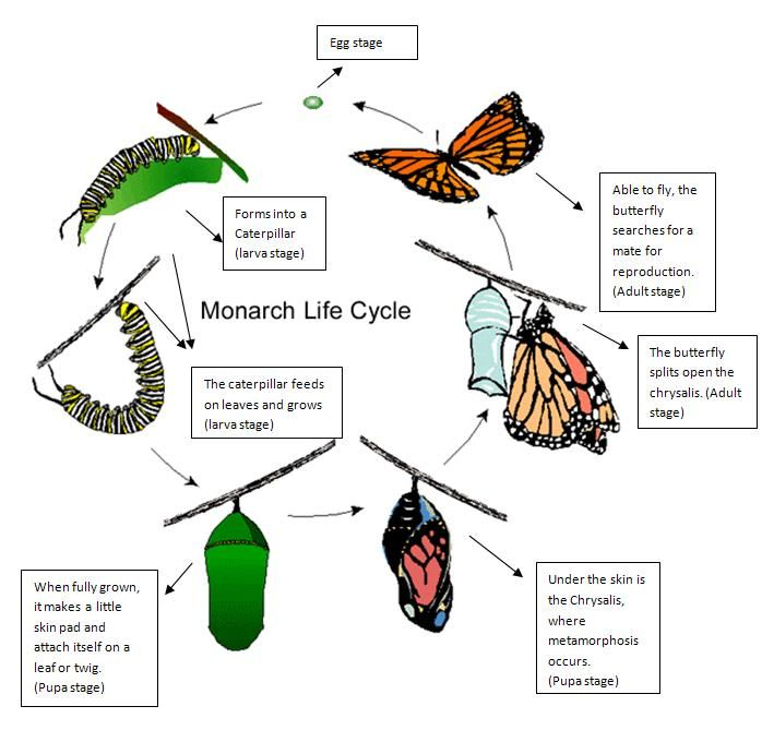 Where To Purchase A Print Of A Butterfly Life Cycle Video Display Can