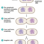 Why Is Binary Fission So Effective For Bacteria Socratic